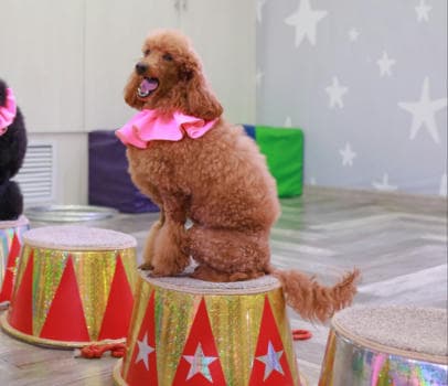 Шоу дрессированных пуделей и голубей - фото услуги для детского праздника в Находке - фото 3