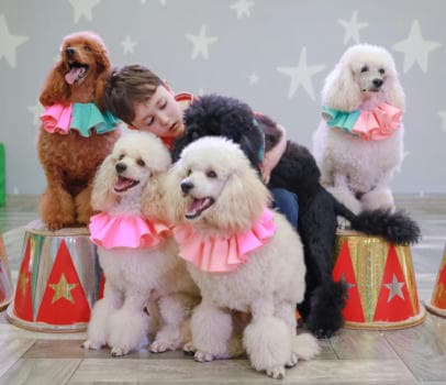 Шоу дрессированных пуделей и голубей - фото услуги для детского праздника в Находке - фото 9