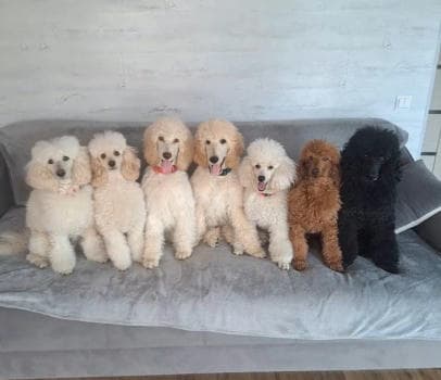 Шоу дрессированных пуделей и голубей - фото услуги для детского праздника в Находке - фото 23