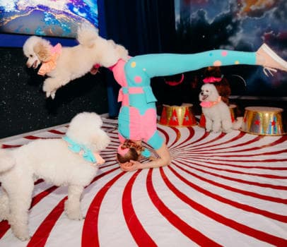 Шоу дрессированных пуделей и голубей - фото услуги для детского праздника в Находке - фото 25