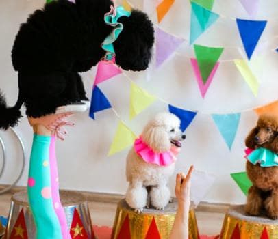 Пудель шоу - фото услуги для детского праздника в Находке - фото 1