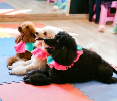 Пудель шоу - фото услуги для детского праздника в Находке - фото 2