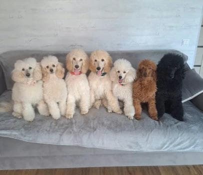 Пудель шоу - фото услуги для детского праздника в Находке - фото 4