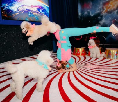 Пудель шоу - фото услуги для детского праздника в Находке - фото 6