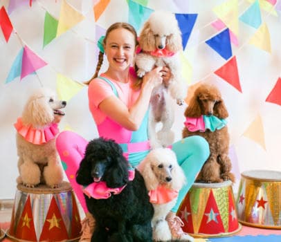 Пудель шоу - show в Находке, цена 17000 руб.